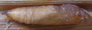 Pupae
